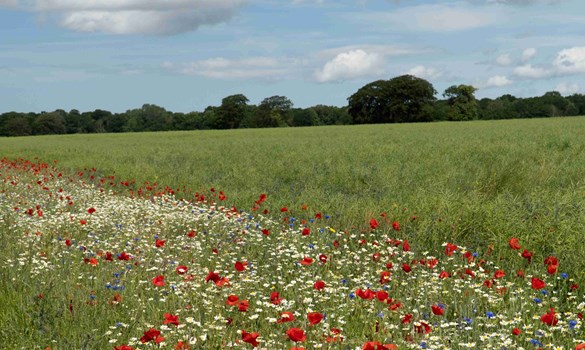 Bill Shore Flowers-33